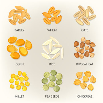 Bean and grains of seasonal plant, seed icons