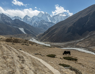 Yak graze on the hillside above Periche village - Everest region, Nepal, Himalayas