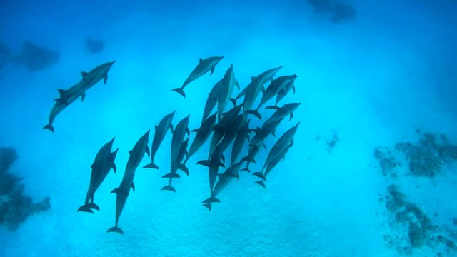 Delfine im blauen Meer #2