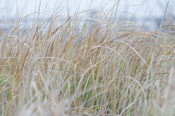 Fototapeta premium A high dry grass.