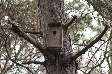 Wooden birdhouse on a pine tree, forest landscape.