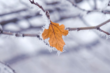 A branch of a tree in frost, dry leaf.