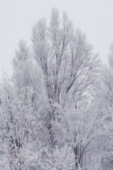 Winter Landscape, tree in frost.