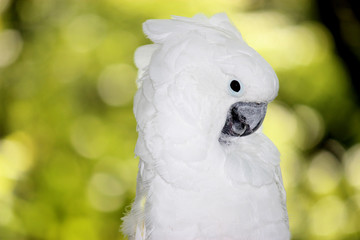 parrot