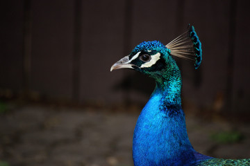 peacock