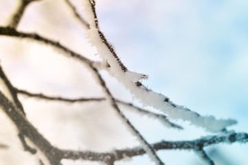 Frosted Tree Branches