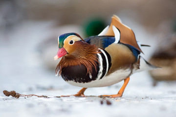 Beautiful mandarin duck on the frozen lake in a park