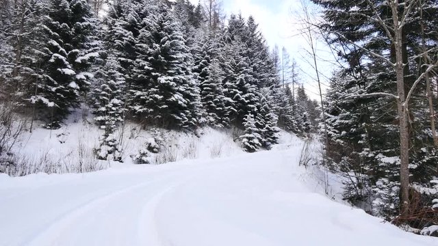 Beautiful winter in the woods.