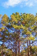Obraz premium fresh green pine on sky background