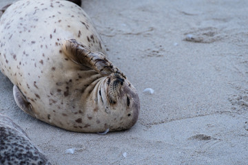 Harbor Seal scratching on the beach in southern California.