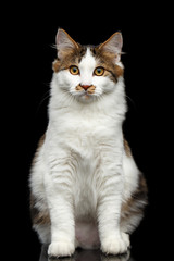 Fototapeta na wymiar White Kurilian Bobtail Cat with spot on nose sitting on isolated black background