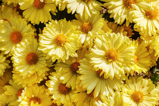 Fototapeta Beautiful yellow flowers blooming in garden. Many flowers as background. Selective focus.