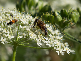 Fliege auf Blütendolde (Makroaufnahme)