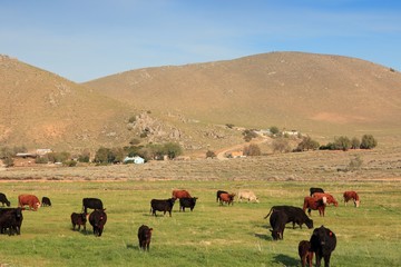 California cattle, United States