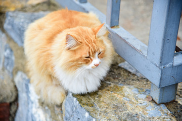 Fluffy Brown Cat in Front of the Entrance to the Ancient City of Ephesus in Turkey