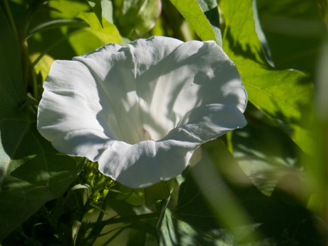 Ackerwinde