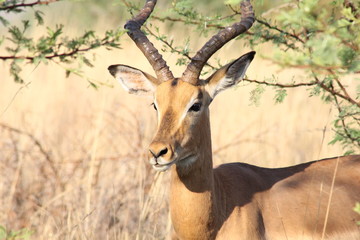 Impala