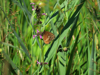 Wiese mit Schmetterling