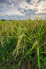 Naklejka premium Rice field at sunset time