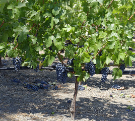 Ripening Cabernet Sauvignon red wine grapes in a Napa Valley, California vineyard 
