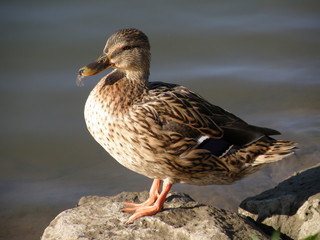 Fototapeta premium duck