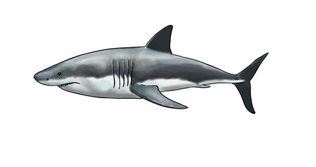 Digital watercolor of a white shark
