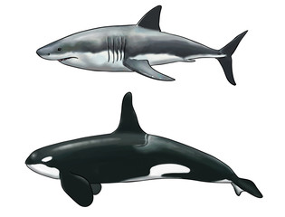 Digital watercolor of a comparison between a killer whale and a