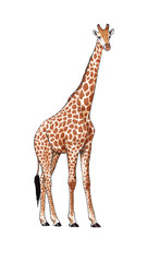 Digital illustration made with tablet of an African giraffe © nicolasprimola
