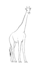 Digital illustration made with tablet of an African giraffe