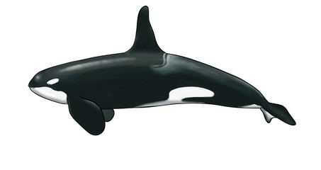 Digital watercolor of a killer whale © nicolasprimola