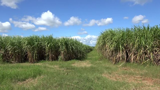 Sugar cane plantation (Saccharum officinarum). Cuba