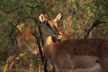 Impalas