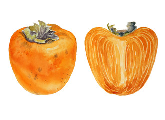 Orange Persimmon fruit watercolor painting isolated on white background
