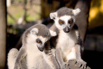 Close up portrait of two cute ring tailed lemurs on the blurred background. Copy space for text.