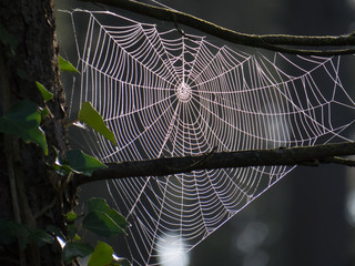 Spinnennetz