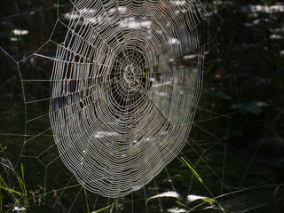 Spinnennetz im Gegenlicht