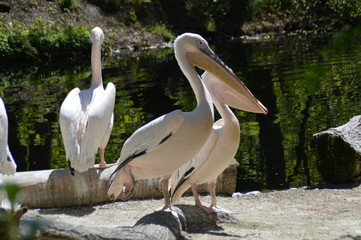 Pelican