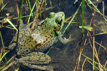 frog with spots sitting in the water