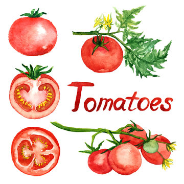 Tomatoes branch with flowers, leaves, tomatoes and slice, isolated hand painted watercolor illustration 