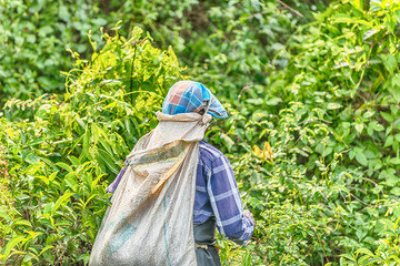 Sri Lanka: tea collector with a bag in tea plantation
