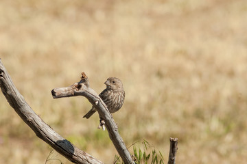House Finch