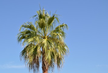 Palme vor blauem Himmel