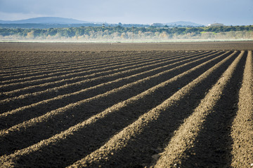 Rich pure dirt soil ready for planting farm field rows plowed and tilled