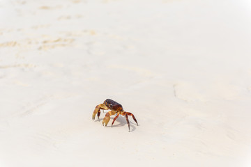 Hairy leg mountain crab