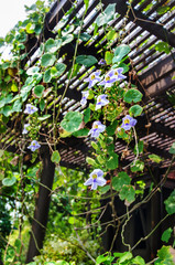 Fototapeta na wymiar blooming orchids that braid wooden gazebo