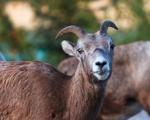 Goat in Banff, Alberta