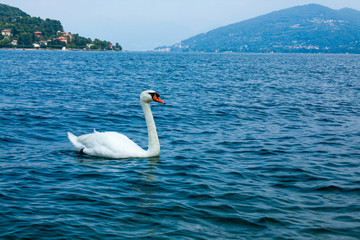 Naklejka na ściany i meble Swan floating on the water on the lake.