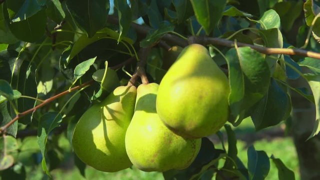 Closeup of ripe juicy pears on a tree in the garden during the summer sunny day