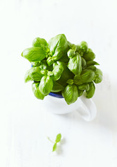 Bunch of fresh basil in an enamel jug