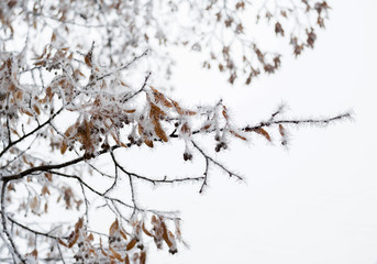 Linden tree branch with dry blossom clusters covered by frost crystals, cold winter weather